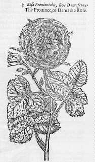 Damask Rose in Gerard's Herball